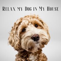 Natural Remedy - Dog Music & Dog Therapy Zone & Dog & Calm