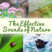 Learn to Fight with Stress - Serenity Nature Sounds Academy