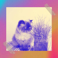 Cultured Ambience for Home with Cats - Music for Resting Cats