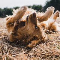 Spa gatuno | Cat Spa - Dog Music & Sleeping Music For Dogs & Music for Dog's Ears