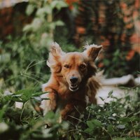 Peace and Tranquility - Dog Music Club & Music for Dog's Ears & Music for Calming Dogs