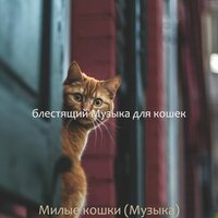 Моменты (Котята) - блестящий Музыка для кошек