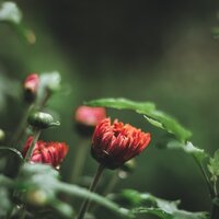 Baladas Oceánicas - Naturaleza & Academia de Música con Sonidos de la Naturaleza & Yoga Para Ninos