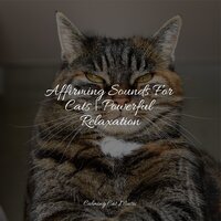 Music for Stress Relief - Cat Music Dreams & Music for Cats Project & Music For Cats