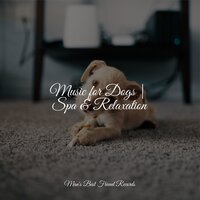 Stress Relief - Dog Music Club & Calming Music for Dogs & Music for Dogs Peace