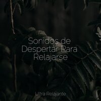 Relajación Todo El Día - Massagem Guru & Canciones Infantiles Para Niños & Academia de Música para Massagem e Relaxamento