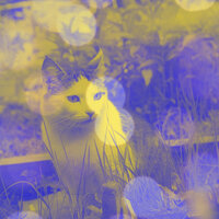 Background for Kitten Anxieties - Cat Music Jukebox