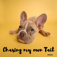 Beaming Downbeat - Dog Calming Music & Dog Music & Cat Music