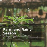Country Roads Rain - ASMR Rain Sounds & Rain Sounds Nature Collection & Sleepy Rain