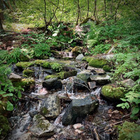 Tranquil Stream - Pacific Soundscapes