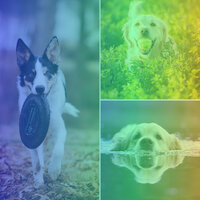 Breathtaking Ambience for Resting After Walks - Music for Calming Dogs