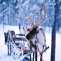 Holiday Spirit - It Came Upon the Midnight Clear - Bossa Nova Christmas