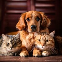 Calm Beats for Quiet Pet Rest - Healing Music Collective & Pet Rest Music & The Animal Group