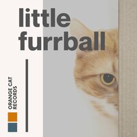 Small Moggy - Cats Music Zone