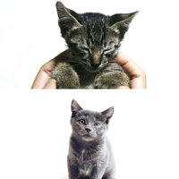 Mind-blowing Ambiance for Kitty Cats - Cat Music