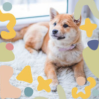 Opulent Moods for Restless Puppies - Dog Music Experience