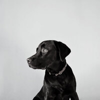 Background for Calming Pups - Relaxing Dogs