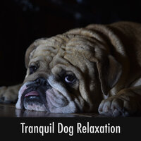 Puppy Snooze Blanket Of Calm - Dog Relaxation Moments