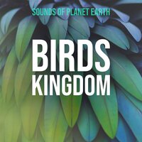 Sounds of Heavy Rain with City Birds - Sounds of Planet Earth
