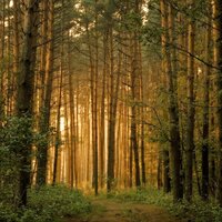 Forest No.1641 - First Dream