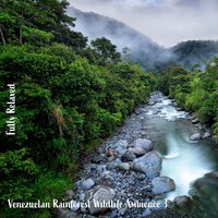 Venezuelan Rainforest Wildlife Ambience, Pt. 11 - Steve Brassel
