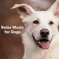 Pas de stress - Dog Music Club & Sleepy Dogs & Dog Calming Music