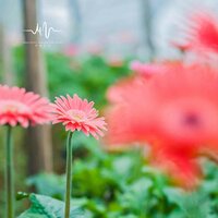 花开花谢 - 纯音乐盒 & 纯音乐 & 睡前音乐盒 & 睡觉轻音乐 & 林中意