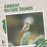 Dreams of Downpour - #Calming & Nature Sounds