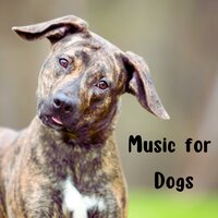 Zen Rituals - Music for Dogs Peace & Music for Dogs & Relaxing Puppy Music & Calm Pets Music Academy