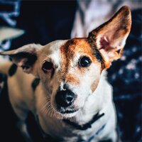 Massage Spa - Music for Leaving Dogs Home Alone & Music for Calming Dogs & Music for Dog's Ear