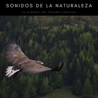 Insectos Junto Al Fuego - Sonidos de Aves & Sonidos De Pajaros & Sonidos de la Naturaleza Relajacion