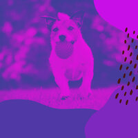 Relaxing Dog Training - Beautiful Relaxing Dog Music