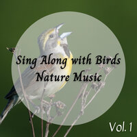 Amazon Birds - Nature of Sweden & Native American Nature & Music For Stress Relief