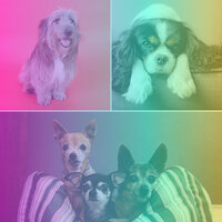Swanky Ambience for Worshiping Your Dog - Good Dog Music