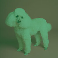 Quartet Jazz Soundtrack for Calm Hounds - Music for Leaving Dogs Home Alone