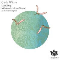 Landing - Carlo Whale