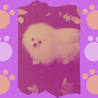 Casual Bossa Nova - Vibe for Calming Puppies - Dog Jazz Playlists