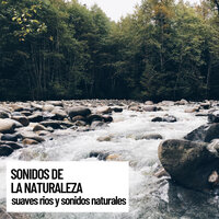 Pure River - Musica relajante & Sonido Del Bosque y Naturaleza & Musica relajante dormir