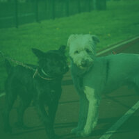 Playful Ambience for Restless Puppies - Relaxing Dogs