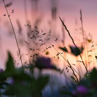 Massaging Melodies - Monarch Baby Lullaby Institute & mindfulness meditation world & Sleepy Times