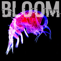 Afterglow - Bloom