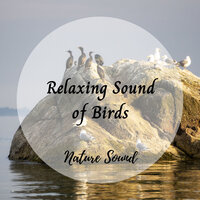 Forest River - Music for Sleep & Music For Anxiety & Music for Sleeping Ensemble