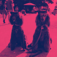Dashing Backdrops for Relaxed Dogs - Dog Therapy Music