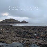 Sharing the Sands with A Gul - Sounds of the Sea