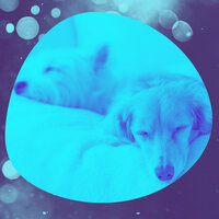 Tremendous Moods for Serene Puppies - Home Alone Dog Music
