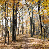 Meditative Leaf - The Nature Soundscapes & Brainwave Samples & Amazing Spa Music