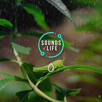 Rain & Crickets, Pt. 15 - Sounds Of Life