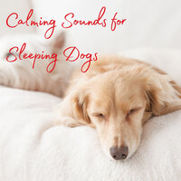Dog Rest With Cellos - Cat Music & Calming Music for Dogs & Meditation Music Experience