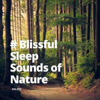Capture Nature I - #Sleep & Sleep Sounds of the Nature