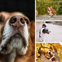 Ambience - Comfy Dogs - Sleepy Dogs